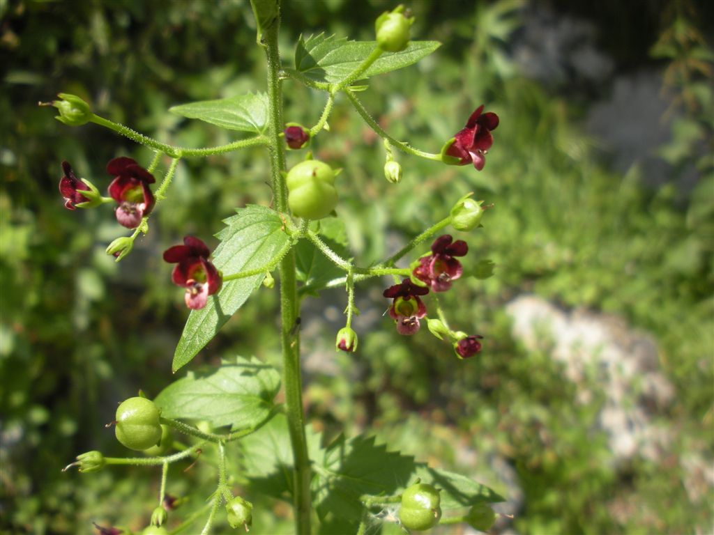 Scrophularia peregrina / Scrofularia annuale